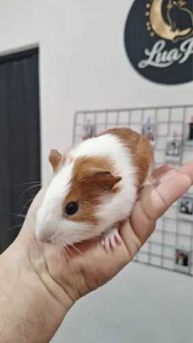 Porquinho-da-índia