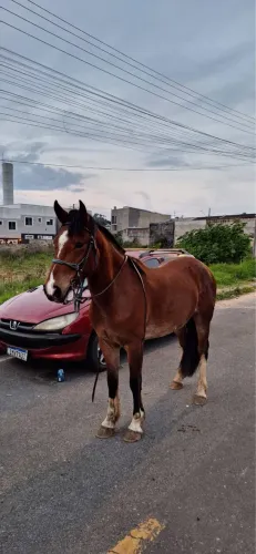 Cavalo Crioulo