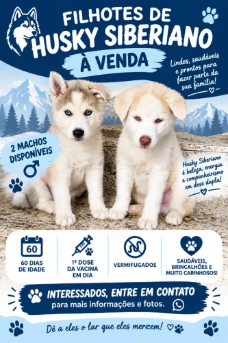 Vende-se filhote de hasky siberiano!