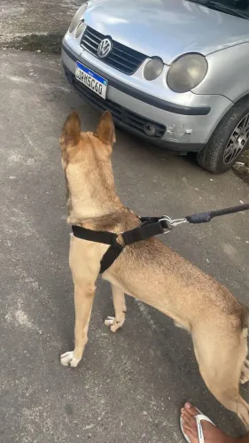 Procuro uma fêmea pra cruzar com meu cachorro pastor com Pitbull
