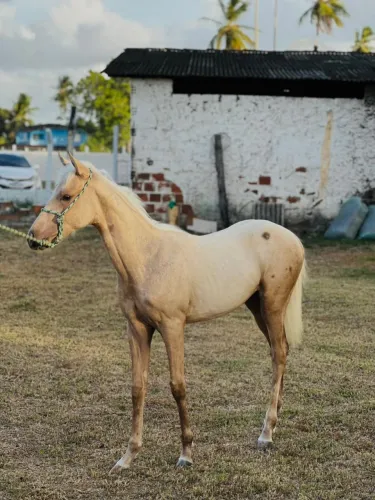 Cavalo