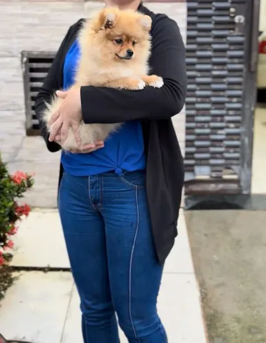 Fêmea anãzinha de Lulu da Pomerânia