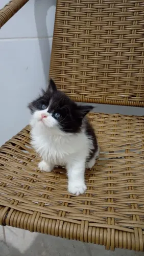 Linda gata filhote Maine Coon