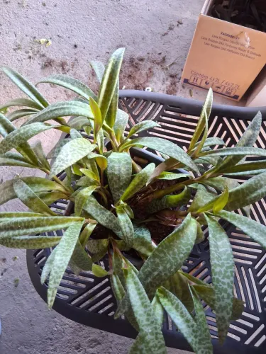 Suculentas plantadas