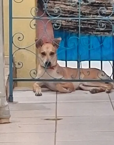 Doação ! Fêmea ( dou todos os pertences dela + a ração)