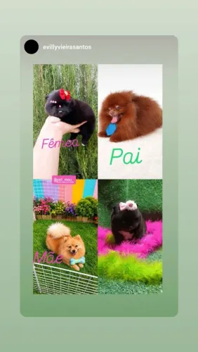 Spitz