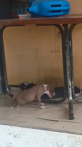 Cachorro