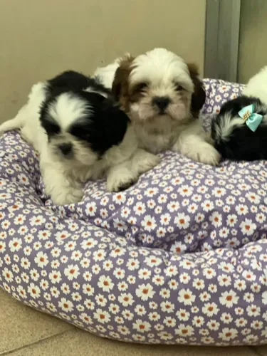 Shih Tzu adorável