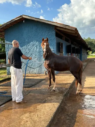 Vende-se garanhão mangalarga marcha picada 3/anos e 5 meses iniciado na doma *