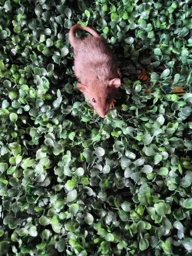 Rata Twister Dumbo!