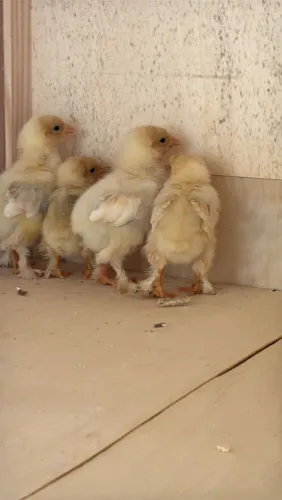 Vendo 4 pintinhos raça brahma lemon
