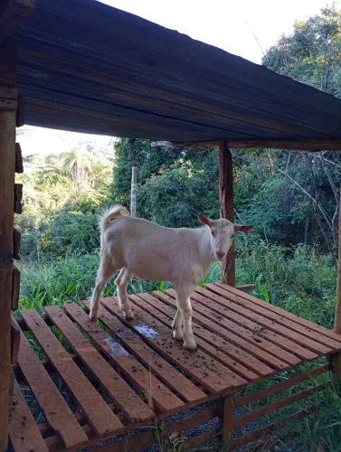 Cabrito