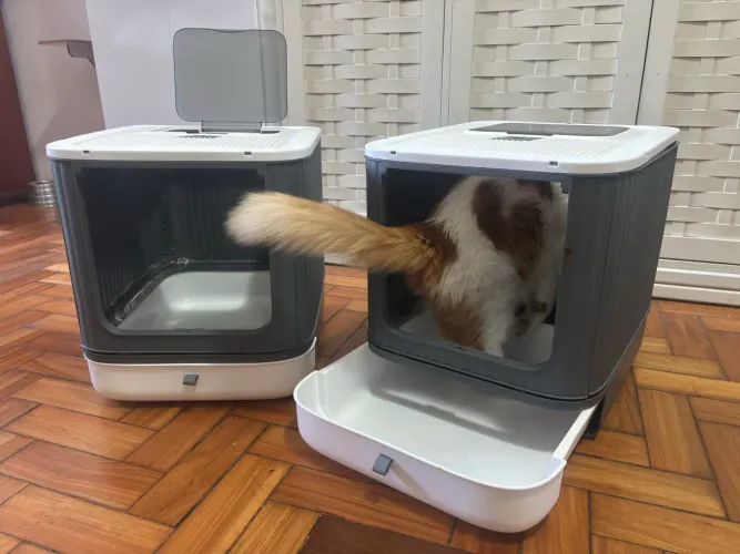 Caixa de areia para gatos 