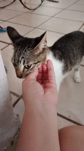 Gato