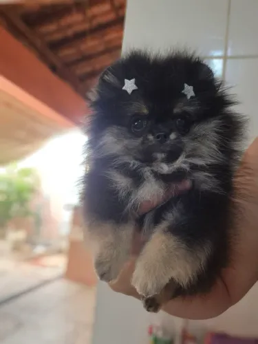 Lulu da Pomerania / Spitz Alemao