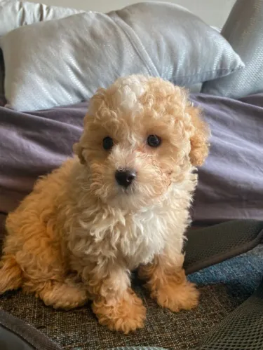 Poodle trazendo alegria para qualquer ambiente