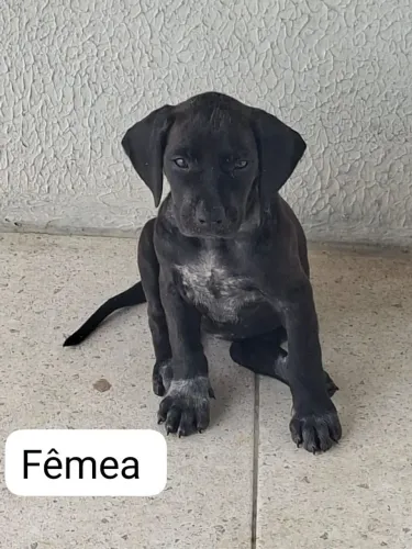 Vende-se cachorros !! raça Pointer