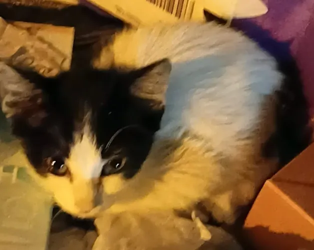 Gatinha filhote linda para adoção