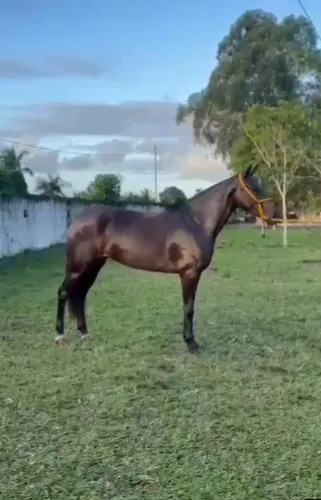 Égua Mangalarga