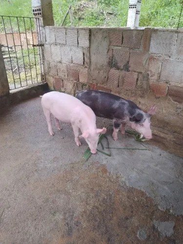 Júnior suínos 