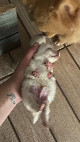Lulu da pomerania