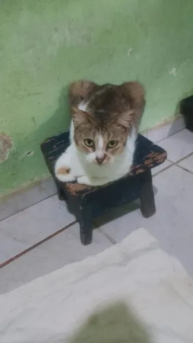 Gatas castradas para adoção