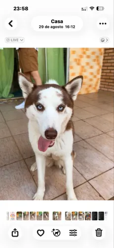 Doação de Husky siberiano