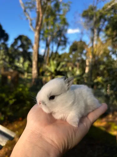 Netherland dwarf filhotes