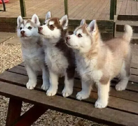 Filhotes de Husky Siberiano joia rara e maravilhoso dog