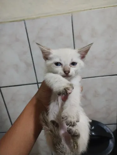 Gatinhos filhotes para adoção 