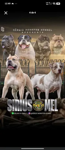 Filhote macho pitmonster 