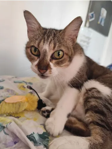 Gata Adulta para Adoção Responsável
