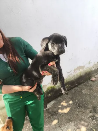 Filhotes de Cane corso com pastor alemã