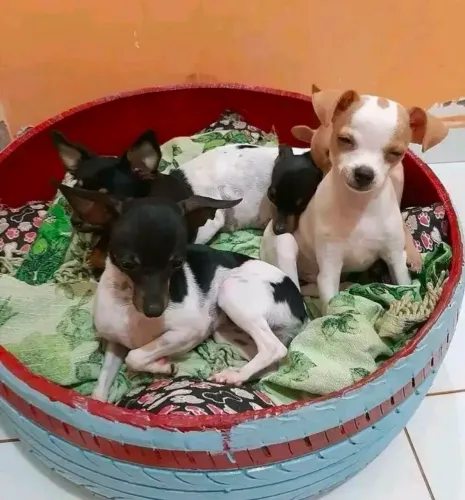 Pinscher Zero Zero
