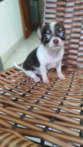 Chihuahua com 56 dias vacinado 