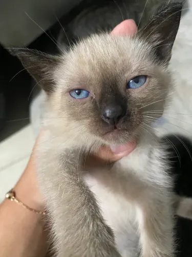 ADOÇÃO RESPONSÁVEL - LINDOS GATINHOS PROCURAM UM LAR!