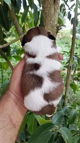 SEU SHIH TZU PODE ESTAR AQUI.