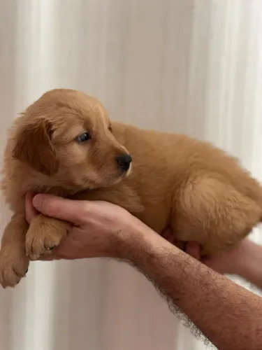 Lindos Filhotes de Golden Retriever