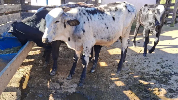 GARROTE GIROLANDA A VENDA
