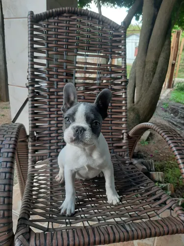 Buldogue frances, macho com 5 meses