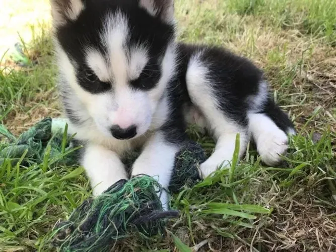 Filhotes de Husky Siberiano | Patinhas que conquistam facilmente.