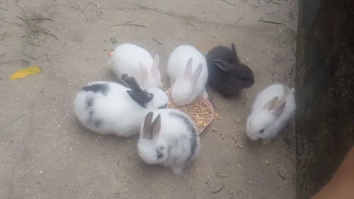 Coelhos