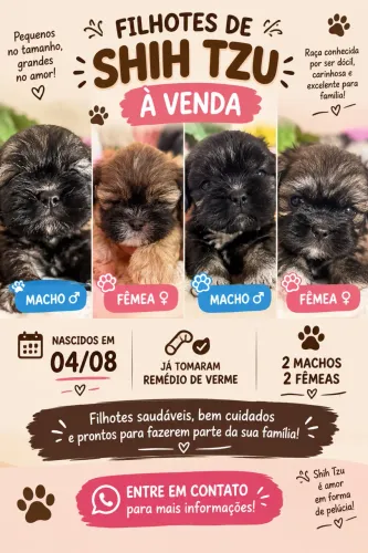 Cachorro shitszu