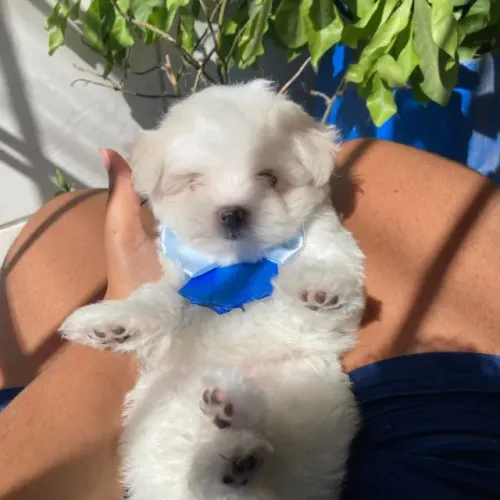 Maltês machinho filhote mini