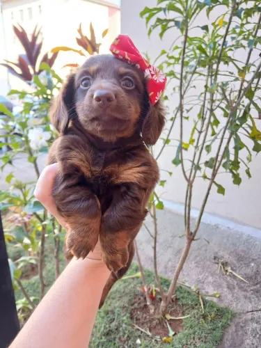 Dachshund Fêmea