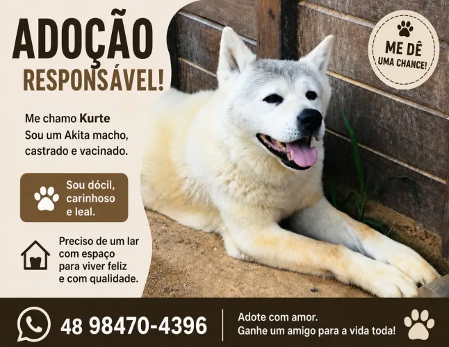 Adoção Responsável - Akita Macho Castrado