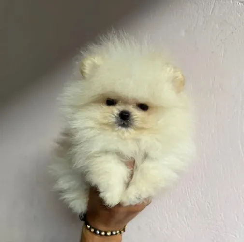 Doando cachorro legítimo