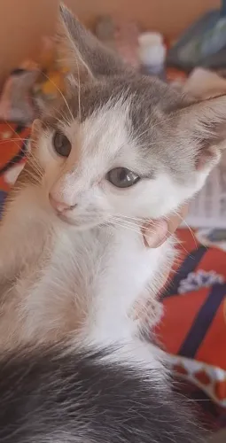 Gatinha para doação 