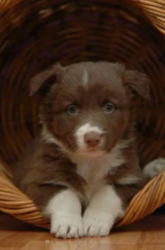 Border Collie - Um Novo Integrante Para Deixar Seus Dias Mais Especiais 