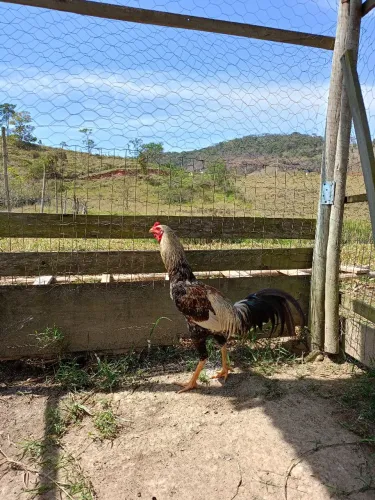 Galo índio novo